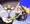 爆乳アチャ子に種付けプレス
