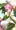 わるい妖精２