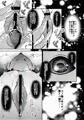 堕ちた海神の花嫁は聖なる卵を孕む～前日譚～