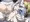 プレシアキスハメ