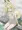 温泉きつね