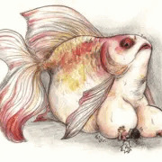 金魚の巨乳に潰される絵