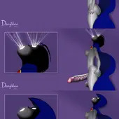 Raven Ascension Series