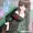 伊井野ミコはHな催眠音声で・・・