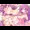 楽屋裏アイドルの写真集【桃色編】