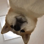 柴松