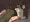 ロビン素股プレス