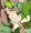 サリア