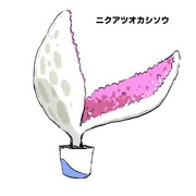 ニクアツオカシソウ