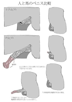ペニス比較