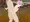 ロリ陵辱
