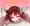 めすがきりたん