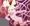 しょくしゅ