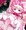 きらきらお人形