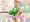 宣伝
