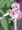 【オリキャラ】パステルピーチでエロ絵練習