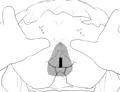 時間停止おゆうぎ