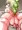 お題ﾗｸｶﾞｯｷｰ