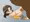 腹ボコまいんちゃん