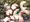 人妻エルフ×ゴブリン～異界狂乱淫行汁～【ＣＧサンプル】