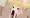 狐耳の小さいお姉ちゃんとイチャラブするCG集(仮)