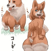 コーギー