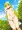 おさんぽキミドリさん