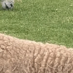 羊ビリティ